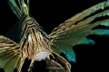   Portrait common lionfish  